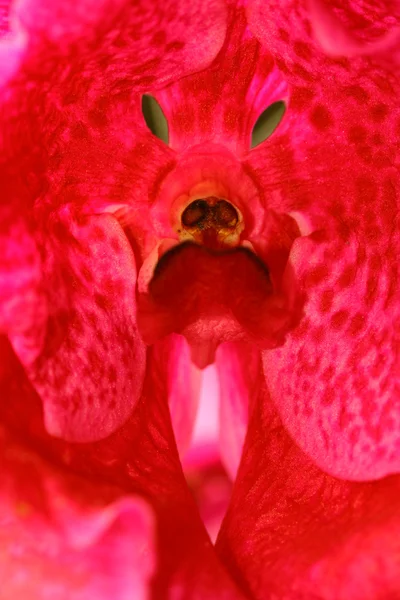 Visage de l'orchidée — Photo