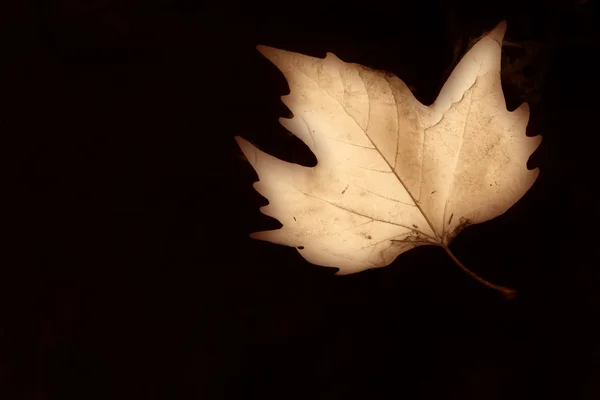 Осенняя сепия — стоковое фото