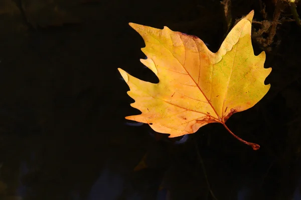 Jesienny tło — Zdjęcie stockowe