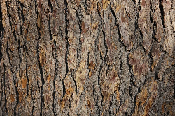 Oak bark — Stock Photo, Image