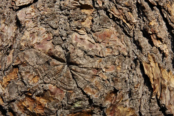 Oak bark — Stock Photo, Image