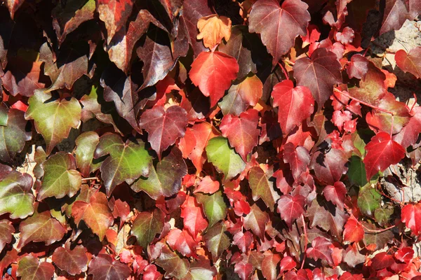 つるの葉 — ストック写真