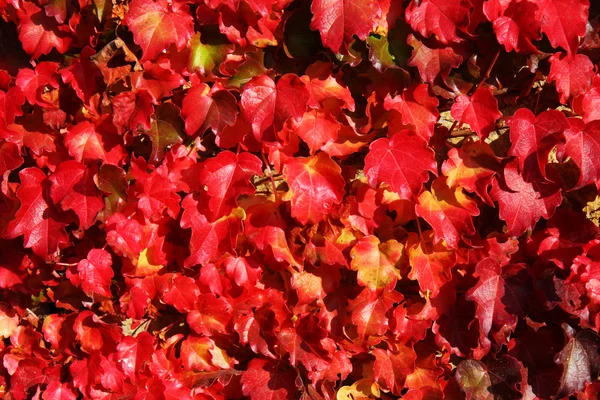 秋のブドウの葉 — ストック写真
