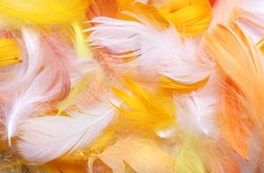 Colored feathers clipart