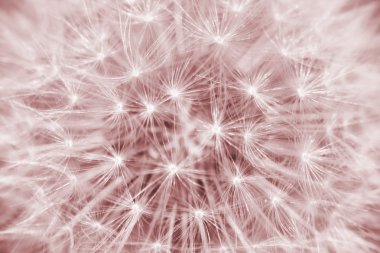 Retro dandelion clipart