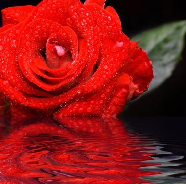 Red rose with water droplets clipart