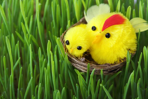 Pâques poussins dans l'herbe — Photo