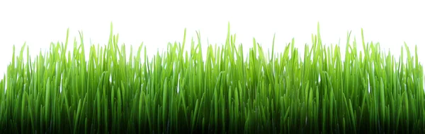 长长的草 — 图库照片