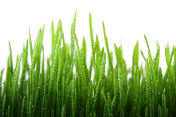 Мокрая трава — стоковое фото