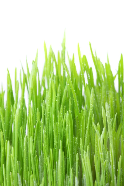 Покрытая росой трава — стоковое фото