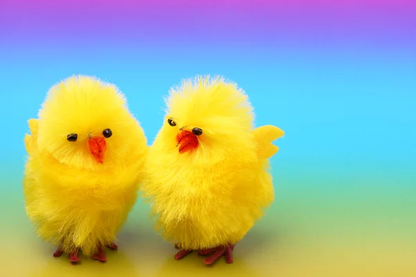 Easter chickens on colorful background — Stock Photo, Image