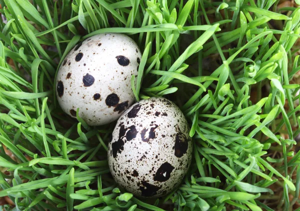 Quail eggs in the grass — Stock Photo, Image
