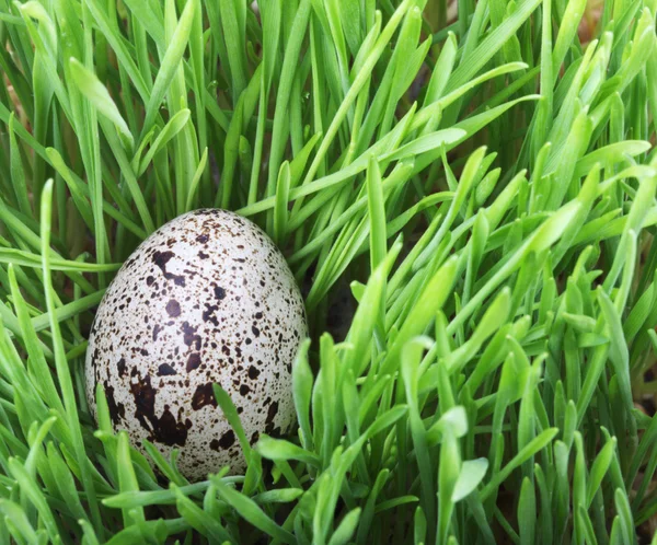 Перепелиное яйцо в траве — стоковое фото