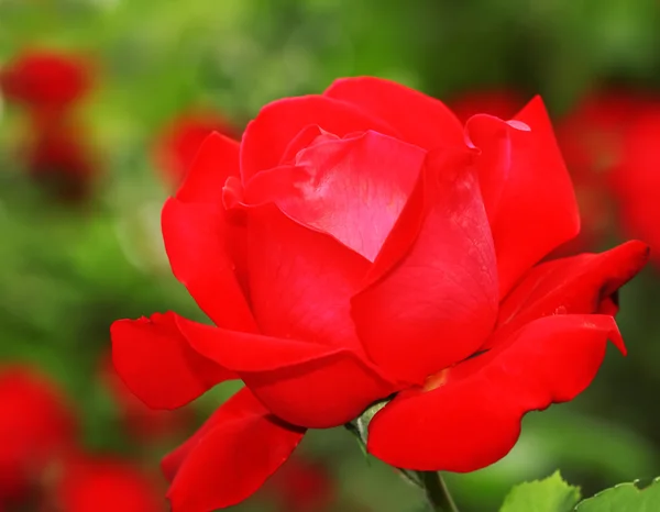 Rosa roja en el jardín — Foto de Stock