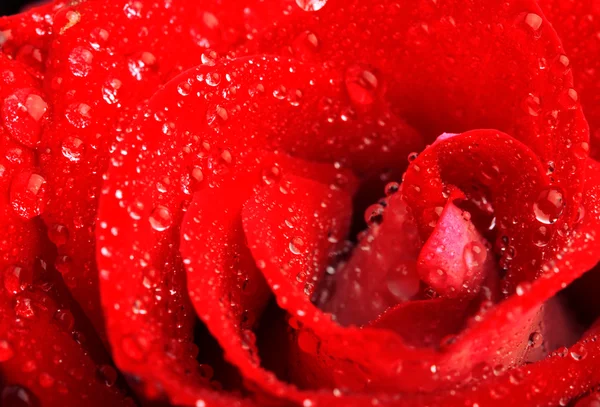 Röd ros med vattendroppar — Stockfoto
