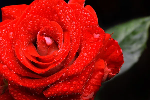 Rosa roja con gotitas de agua —  Fotos de Stock