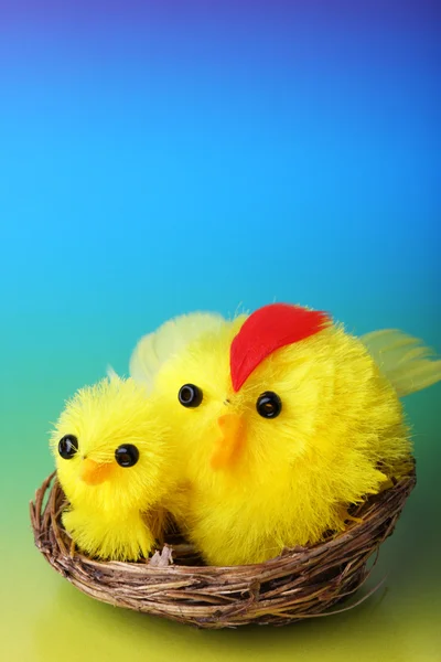 Easter chicks on blue background — Stock Photo, Image