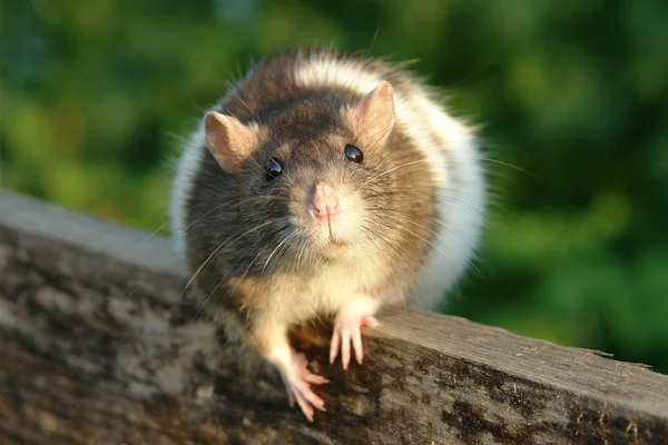 Meraklı fare — Stok fotoğraf