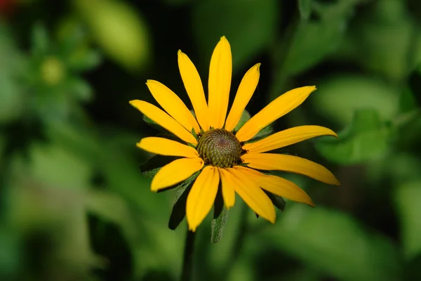 stock image Yellow chrysanthemum