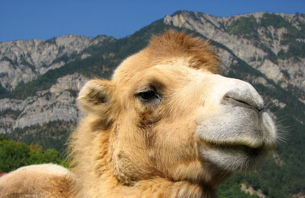 Trots kameel — Stockfoto