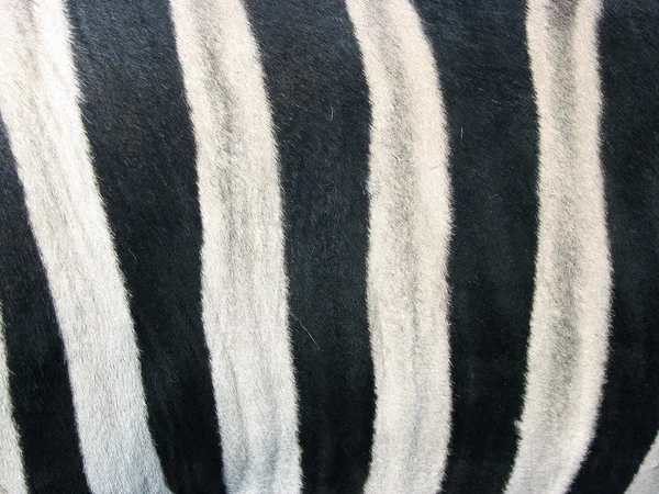 Bőr a zebra — Stock Fotó