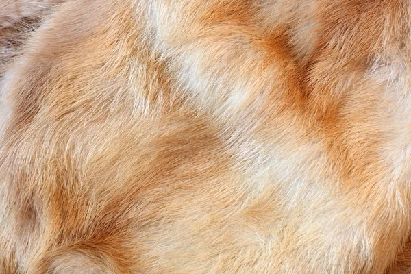 Päls bakgrund毛皮の背景 — Stockfoto