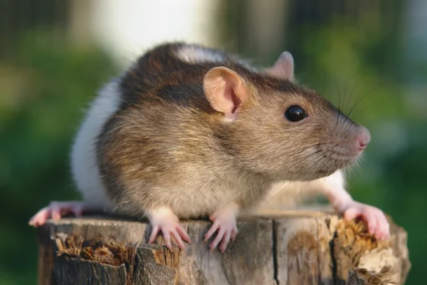 Мышь на пне — стоковое фото