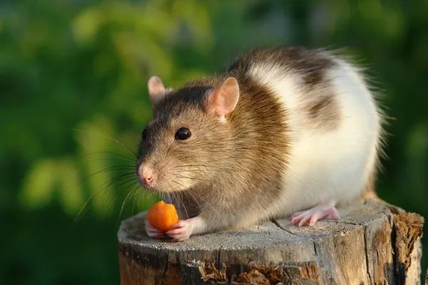 Myš s mrkví — Stock fotografie