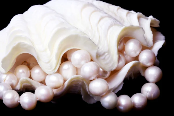 Perle in Schale Stockbild