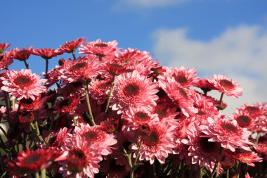 Chrysanthemums clipart