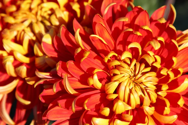 Chrysantheme Stockbild