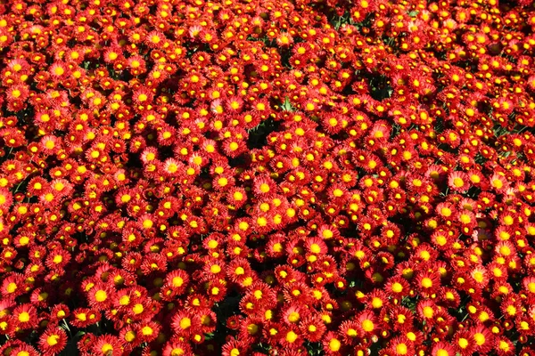 stock image Chrysanthemum background