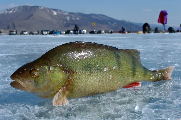The perch on ice — Stock Photo, Image