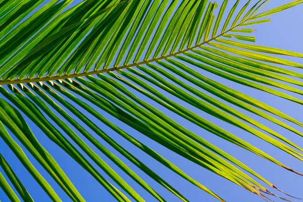 Palmový list — Stock fotografie