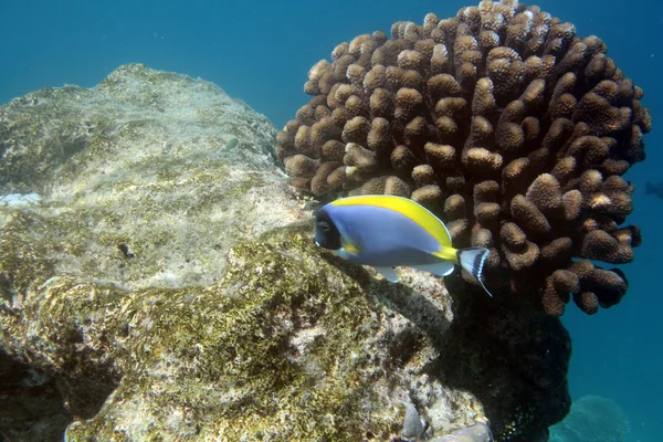 Тропический коралловый риф — стоковое фото