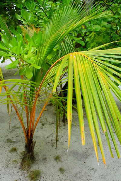Palmier sur île tropicale — Photo