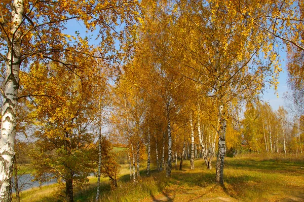 Höstens Björk grove — Stockfoto