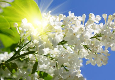 Branch of lilac flowers in sunny day clipart