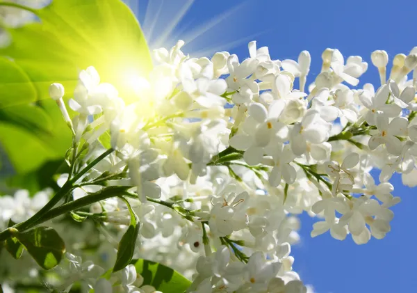 Tak van lila bloemen in zonnige dag — Stockfoto