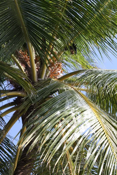Tropisk palm med bat — Stockfoto