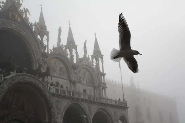 Чайка в Венеции Стоковое Изображение