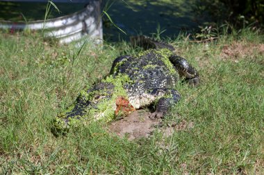 sunning florida timsah