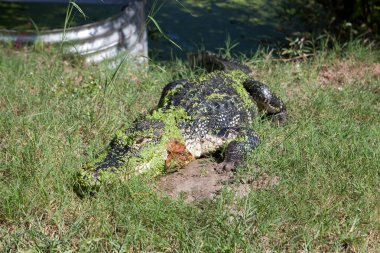 Florida Alligator Sunning clipart