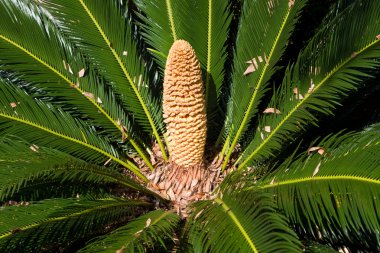 Male Cone Of Cycad Sago Palm clipart