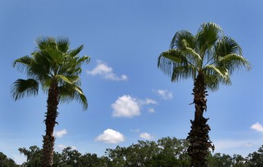 Two Palm Trees clipart