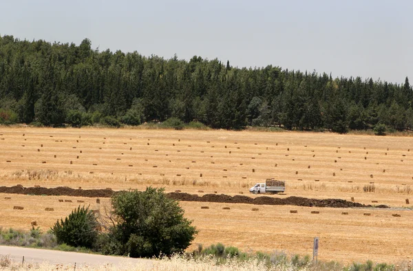 Landwirtschaft in Israel — Stockfoto