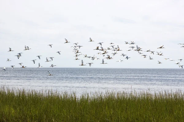 stock image Flock Of Ibis