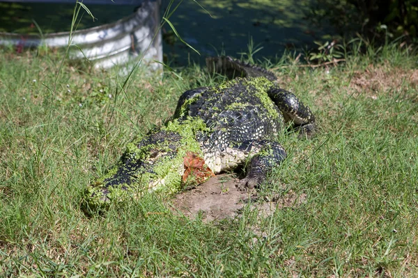 Florida alligator zonnen — Stockfoto