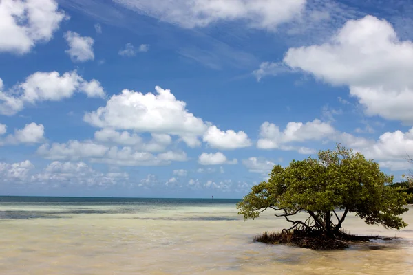 Drzewo samotnych mangrowe — Zdjęcie stockowe
