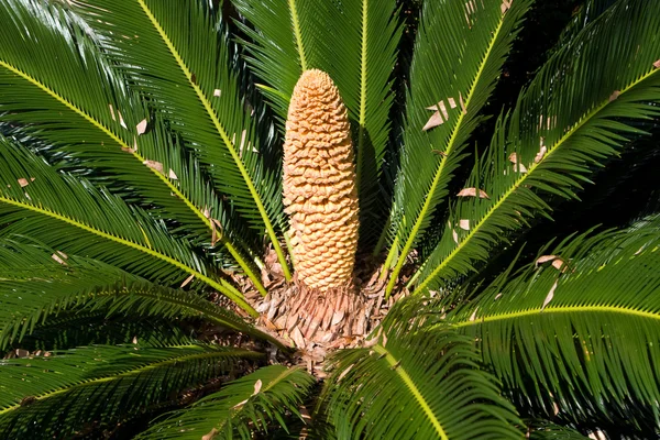 ソテツ サゴ椰子の男性の円錐形 — ストック写真